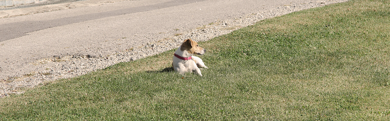 petrac-jack-russel
